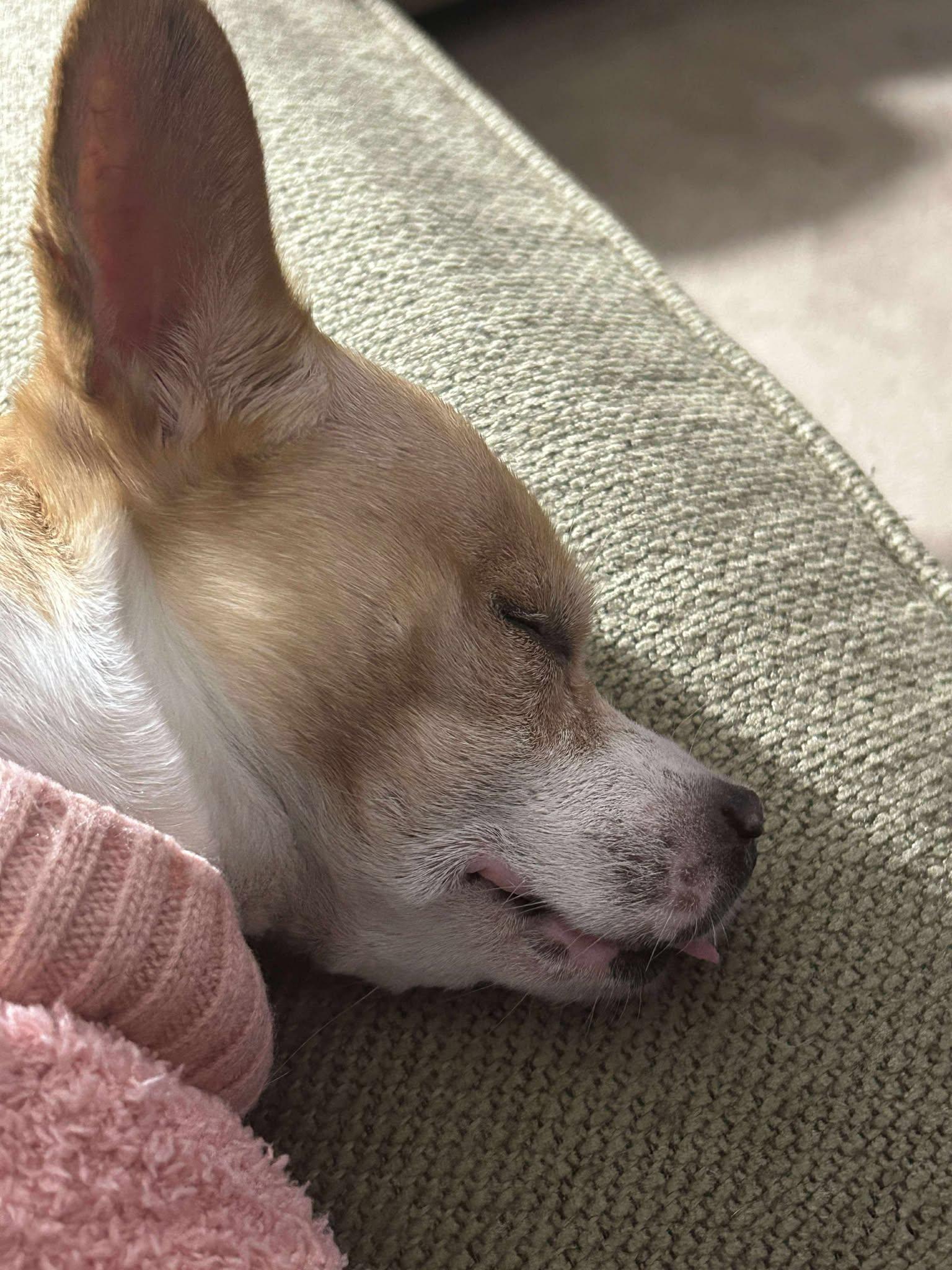 Truly Scrumptious TX, Adoptable, Senior Female Chihuahua.