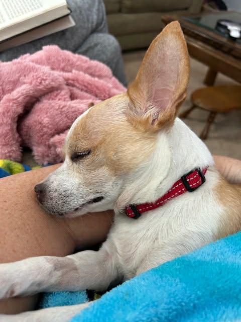 Enlarge Truly Scrumptious TX, a Adoptable Chihuahua in Boonton, NJ image 3/3