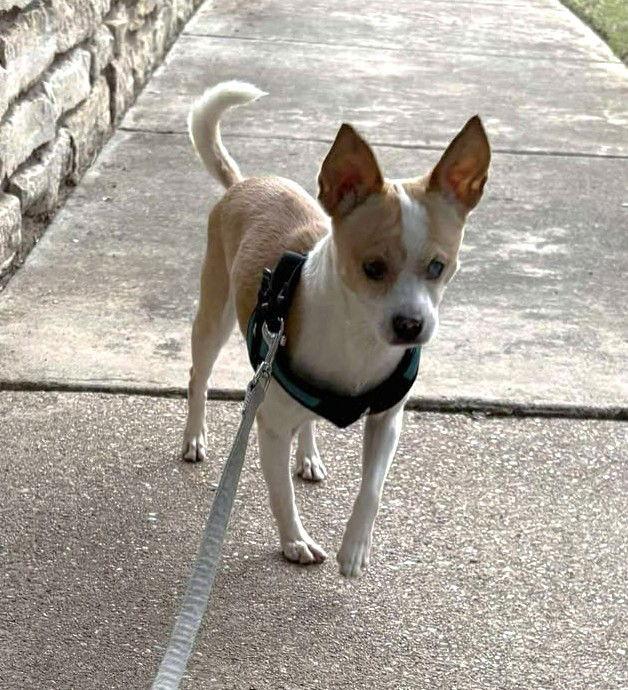 Enlarge Truly Scrumptious TX, a Adoptable Chihuahua in Boonton, NJ image 3/3