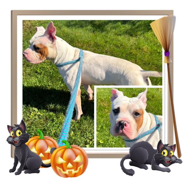 SIXTY, Adoptable, Adult Male Pit Bull Terrier & American Bully.