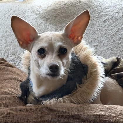 Enlarge Bonbon, a Adoptable Mixed Breed in Washington, DC image 1/3