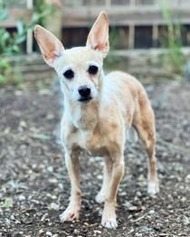 Bonbon, a Adoptable Mixed Breed in Washington, DC image 2/3