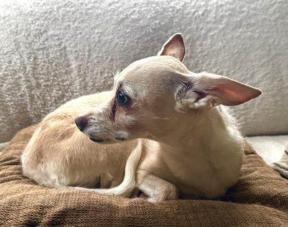 Bonbon, a Adoptable Mixed Breed in Washington, DC image 3/3