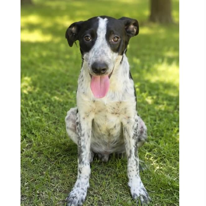 Cooper, a ADOPTABLE mixed breed in Boulder, CO image 2/2