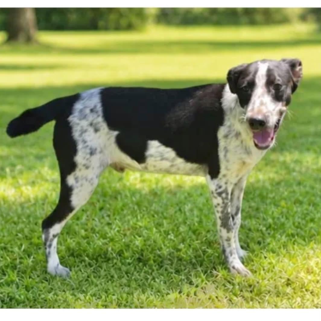Cooper, a ADOPTABLE mixed breed in Boulder, CO image 1/2