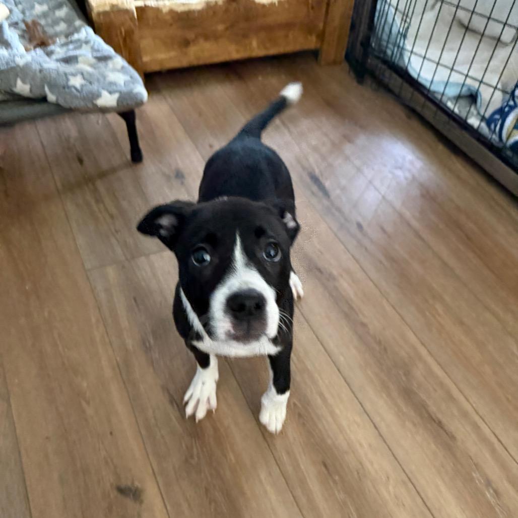 Angelica, Adoptable, Puppy Female Mixed Breed & Mixed Breed.
