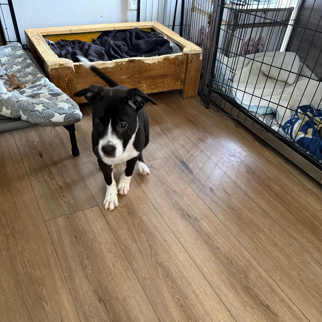 Enlarge Angelica, a Adoptable mixed breed in St. Charles, MO image 2/6