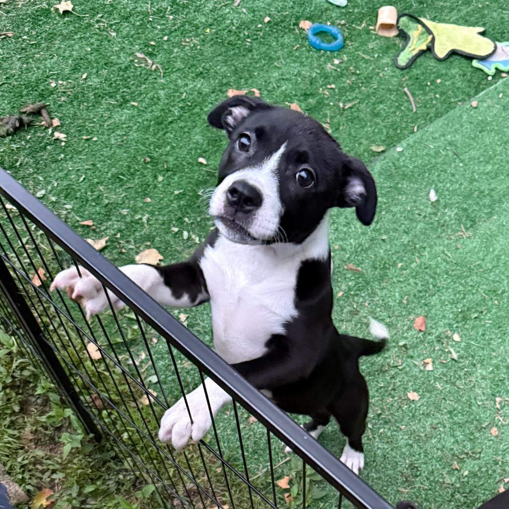 Angelica, a Adoptable mixed breed in St. Charles, MO image 3/6