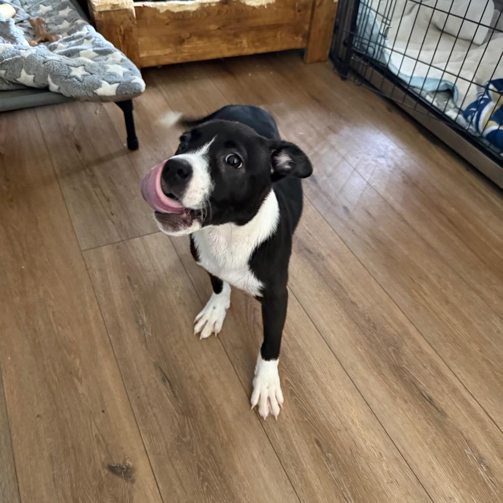Enlarge Angelica, a Adoptable mixed breed in St. Charles, MO image 5/6