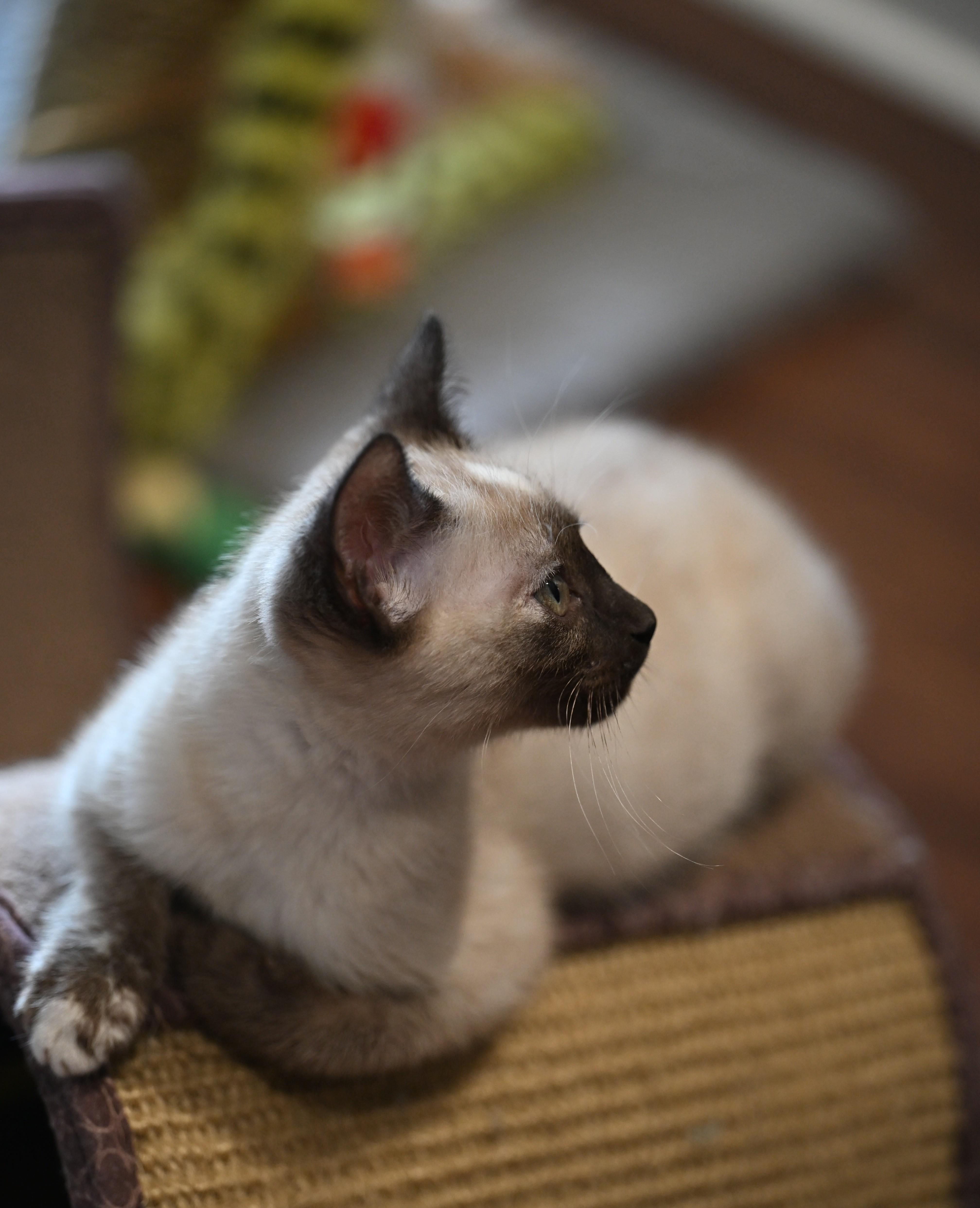 Enlarge Lucy and Ricky Ricardo! , an adopted mixed breed in Woburn, MA image 5/5