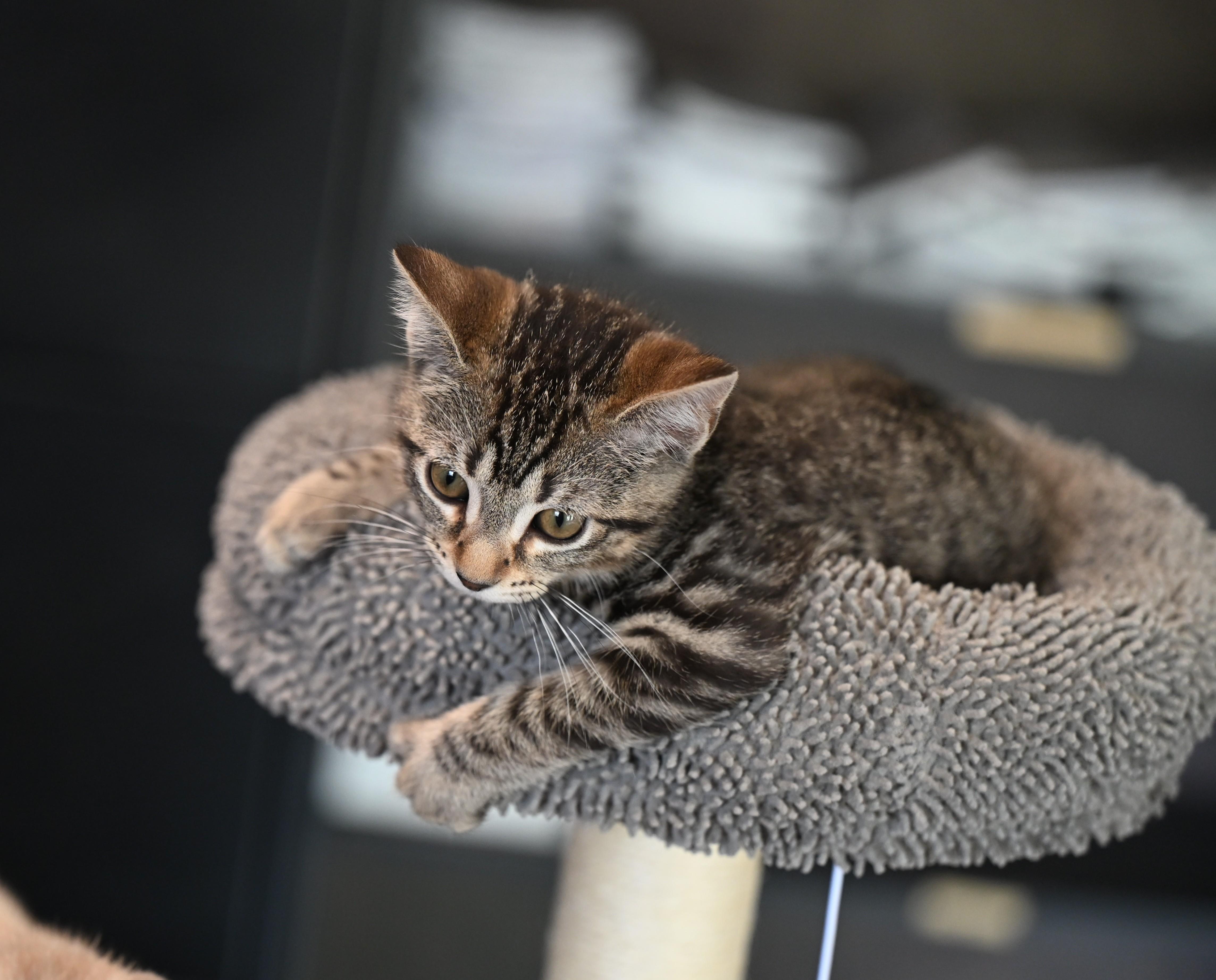 Enlarge Lucy and Ricky Ricardo! , an adopted mixed breed in Woburn, MA image 4/5