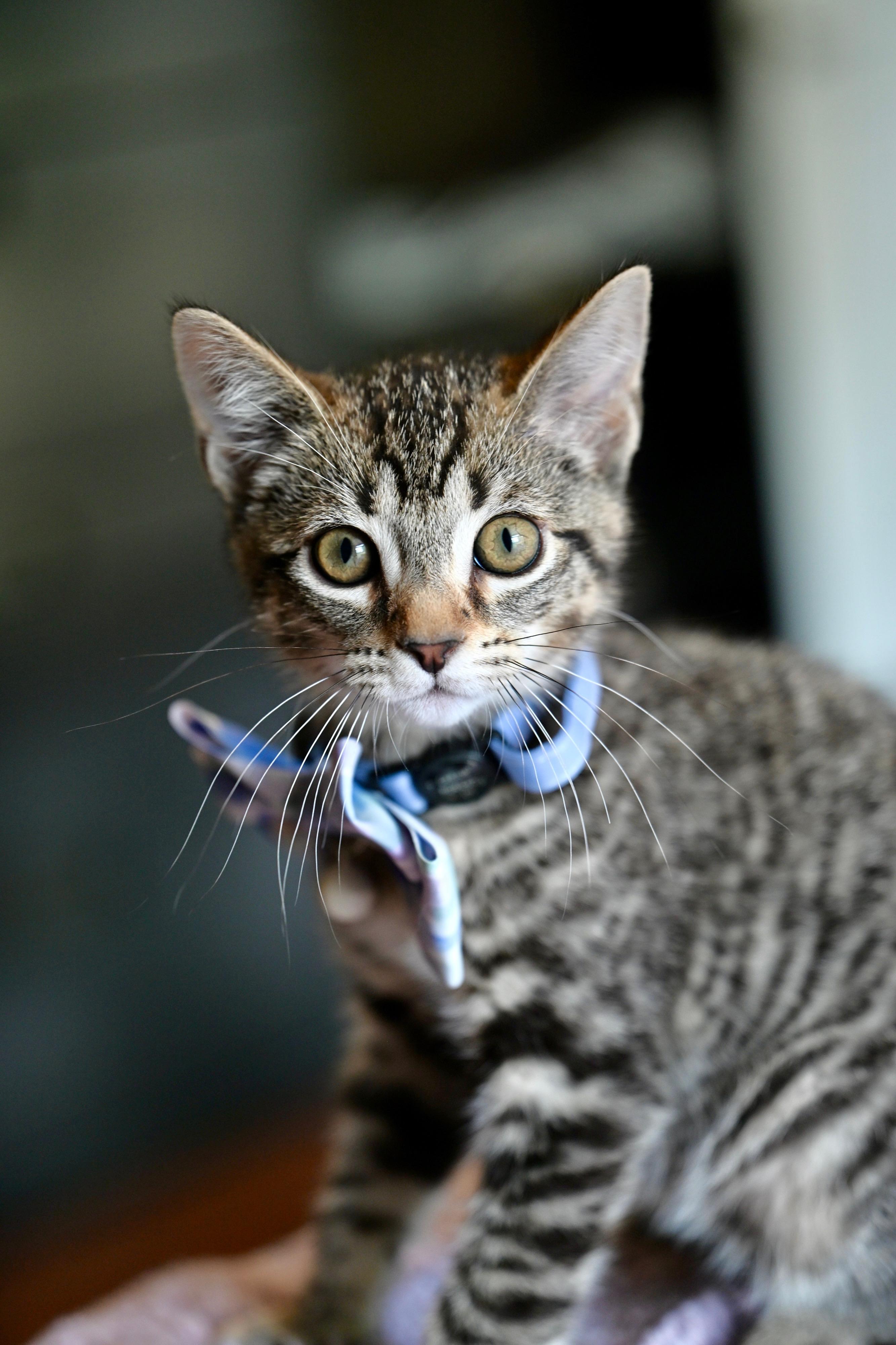 Enlarge Lucy and Ricky Ricardo! , an adopted mixed breed in Woburn, MA image 3/5