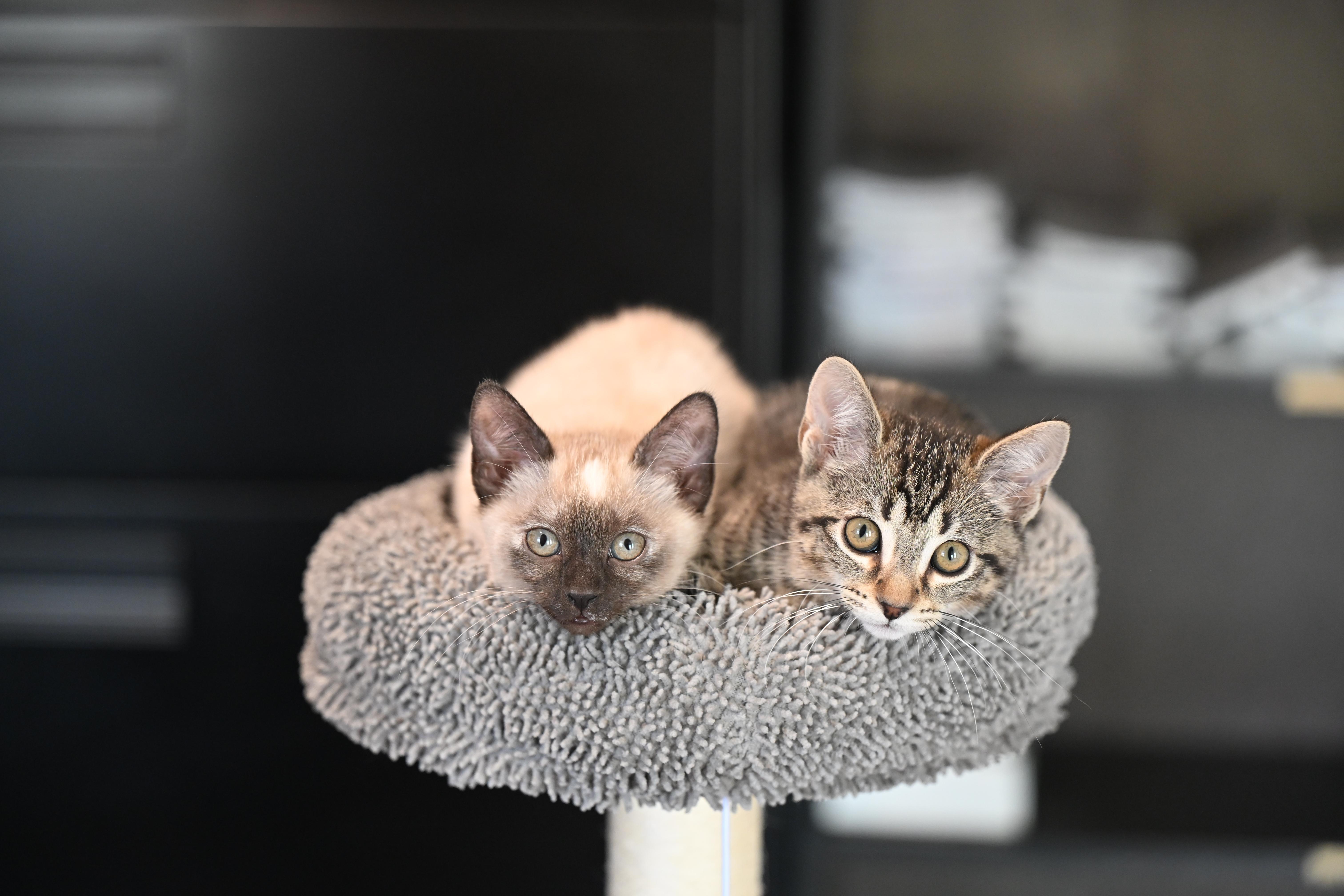 Enlarge Lucy and Ricky Ricardo! , an adopted mixed breed in Woburn, MA image 1/5