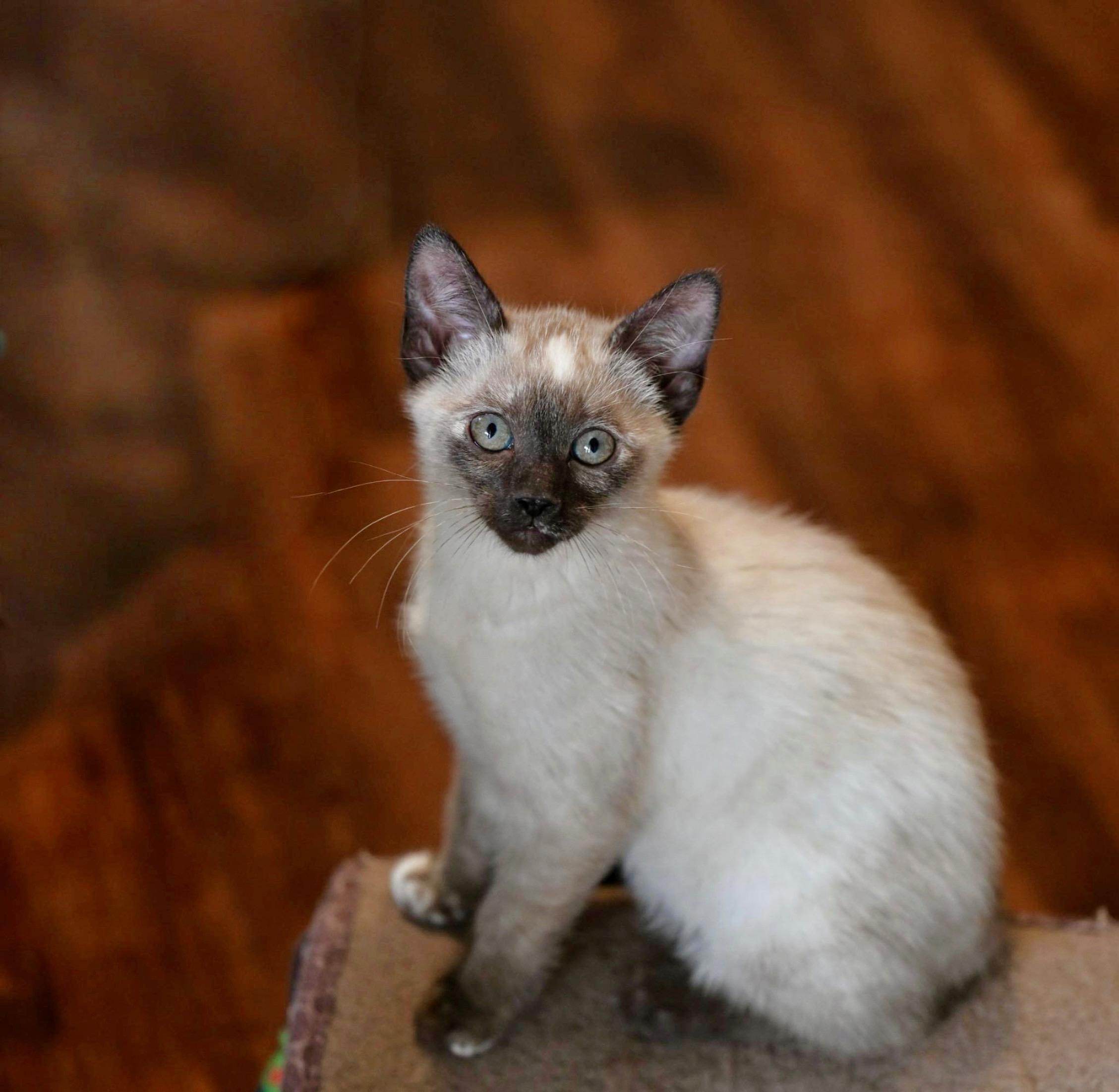 Enlarge Lucy and Ricky Ricardo! , an adopted mixed breed in Woburn, MA image 2/5