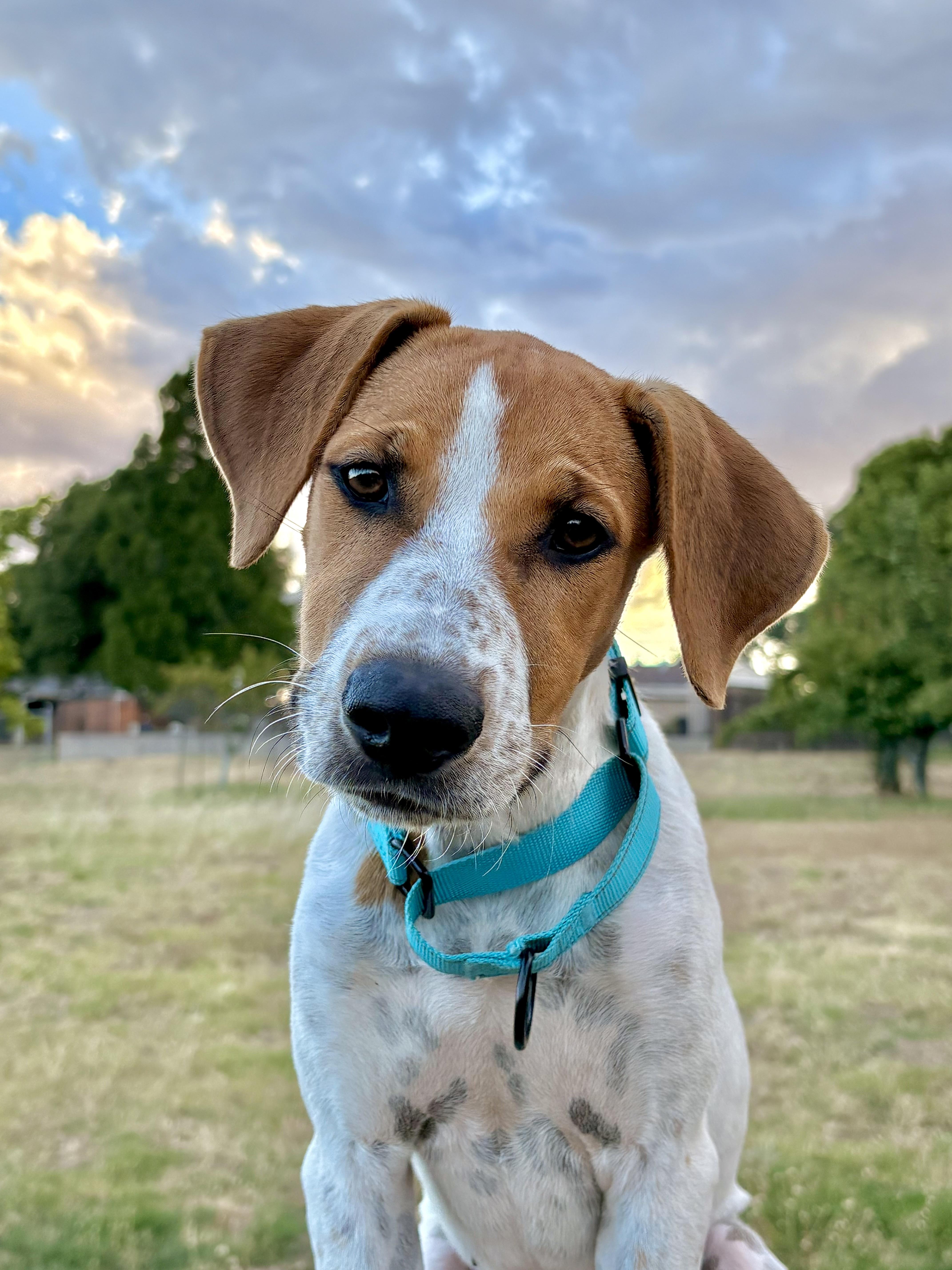 Grace, ADOPTABLE, Young Female Hound & Pointer.
