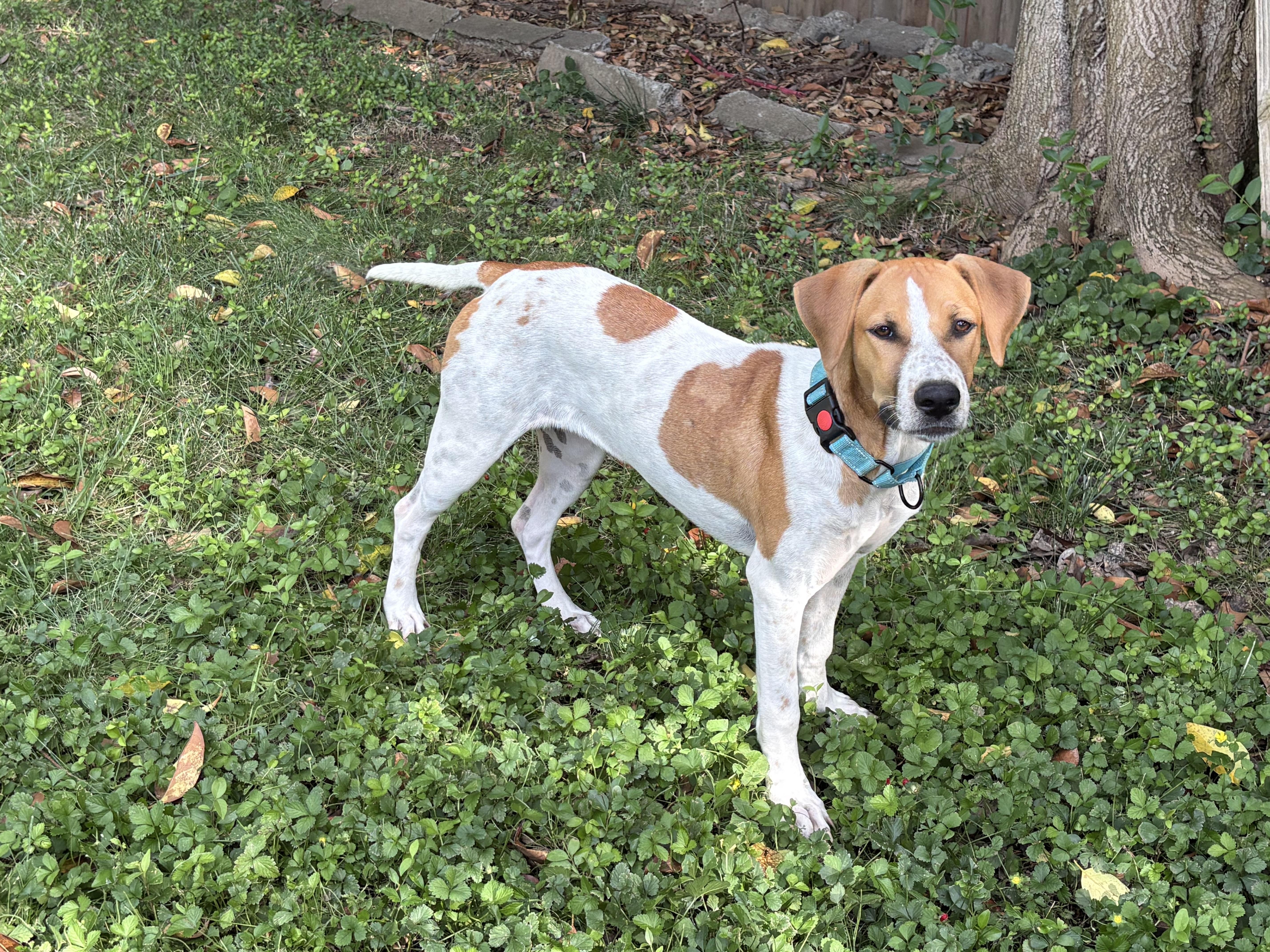 Grace, a ADOPTABLE mixed breed in Red Bluff, CA image 4/4