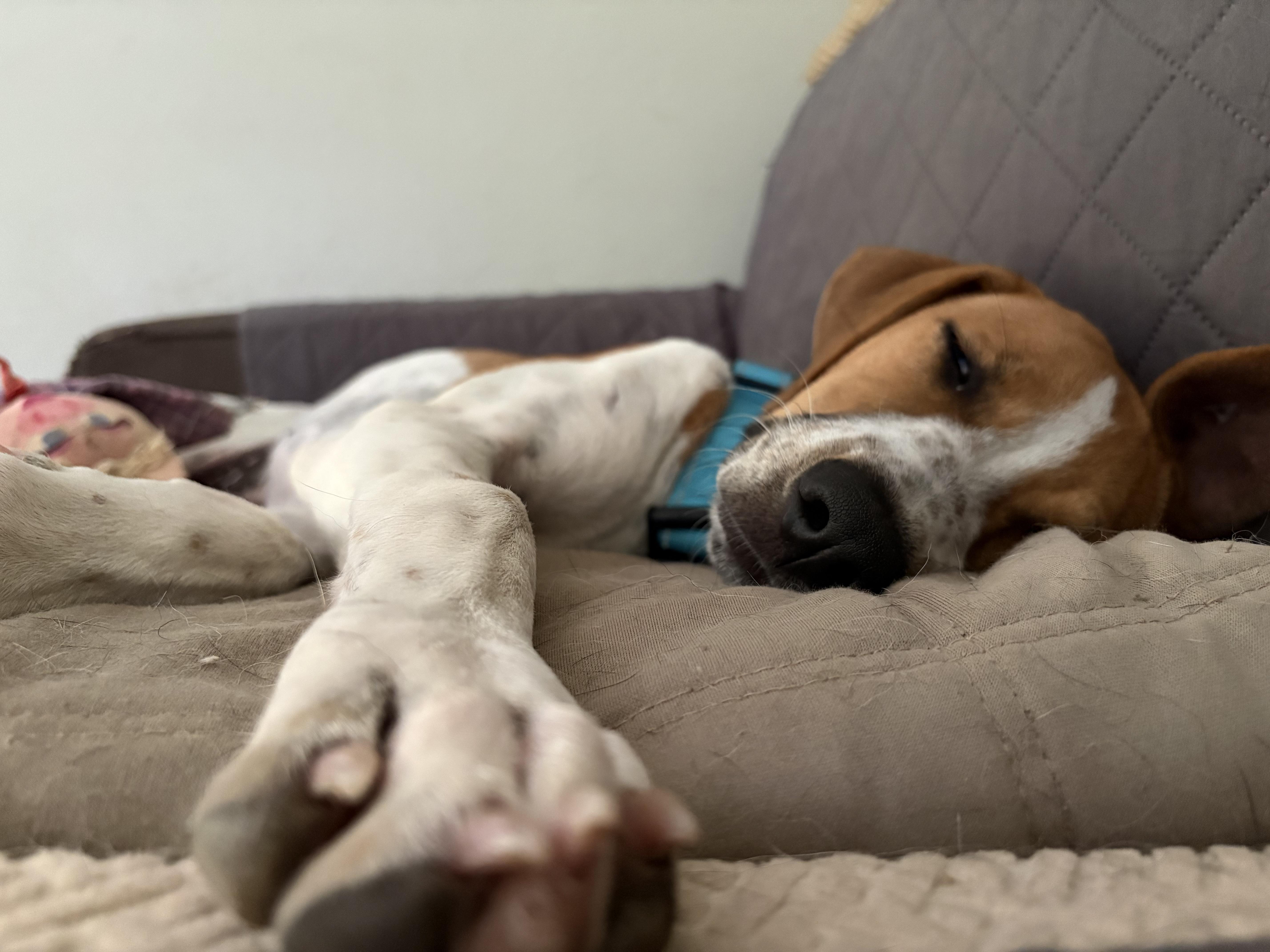 Grace, a ADOPTABLE mixed breed in Red Bluff, CA image 3/4