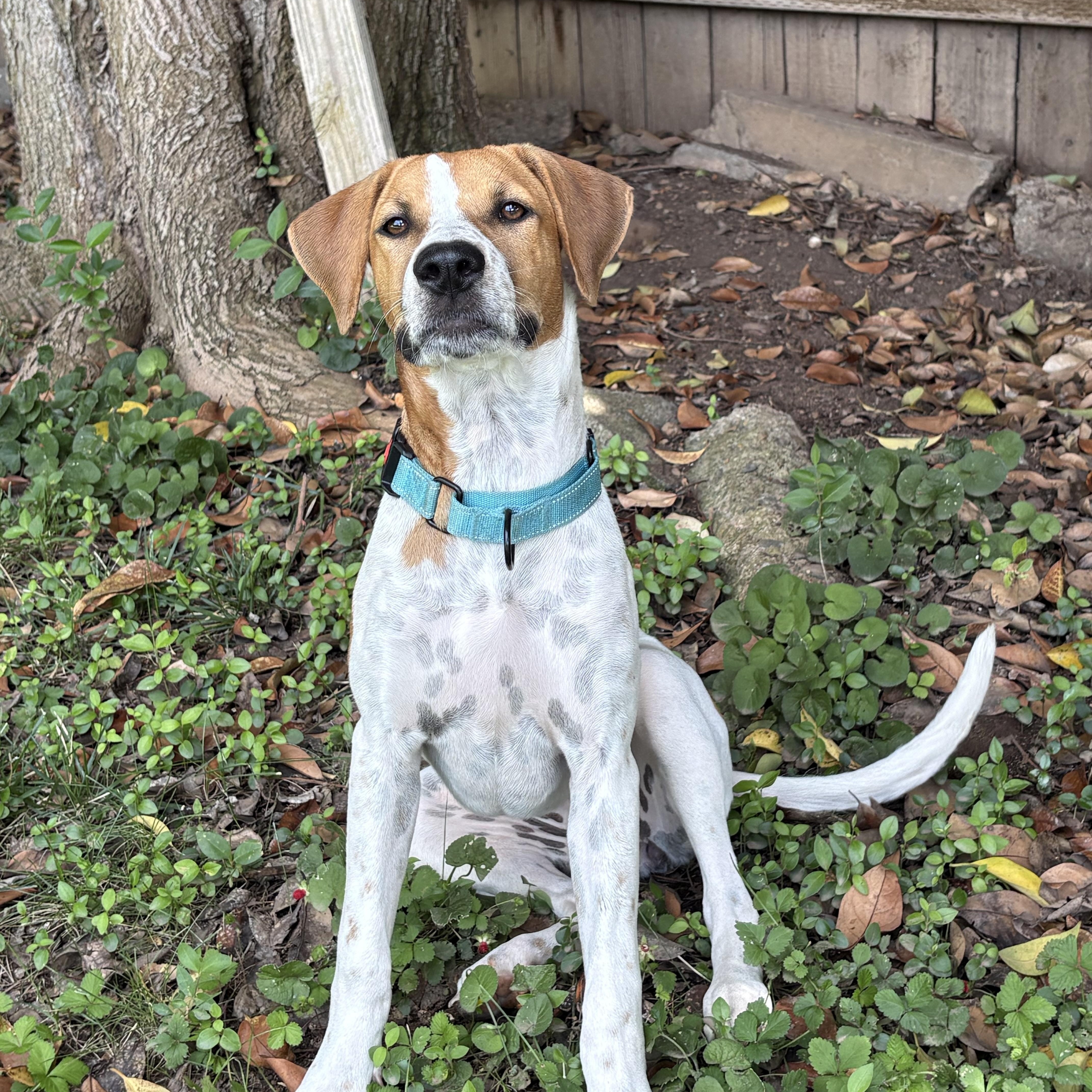 Grace, a ADOPTABLE mixed breed in Red Bluff, CA image 2/4