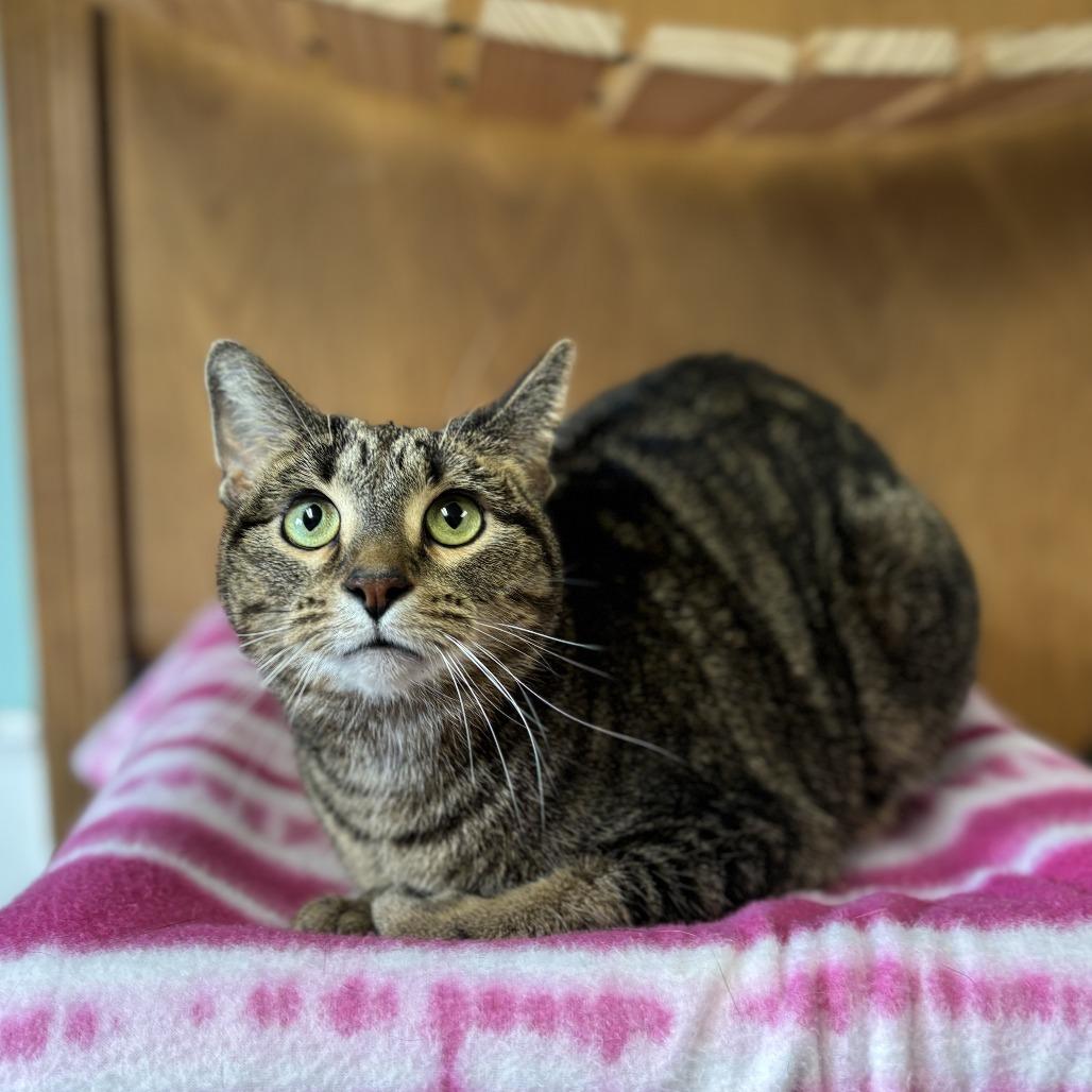 Cori, Adoptable, Adult Female Domestic Short Hair.