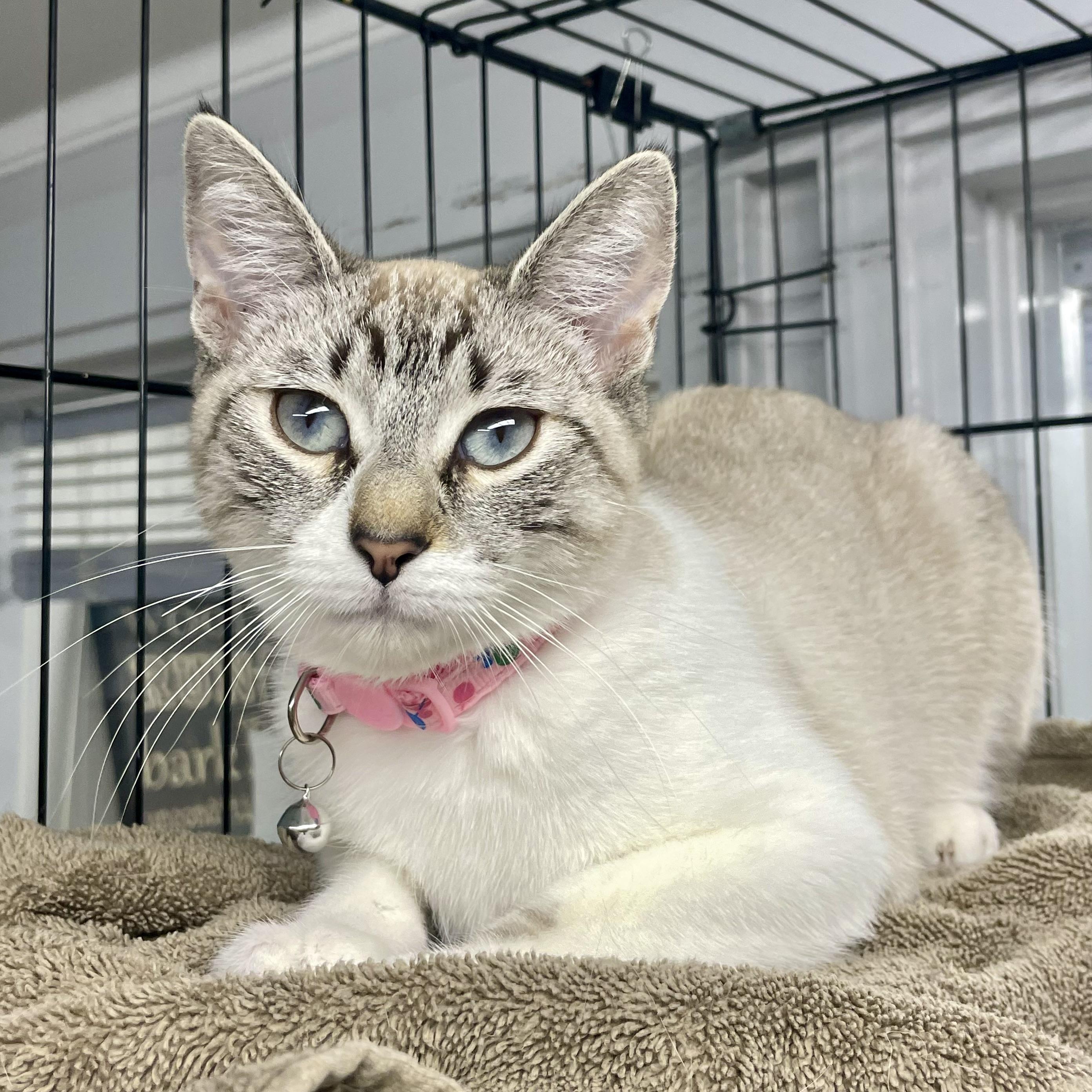 Enlarge Cannellini, a ADOPTABLE mixed breed in Plano, TX image 4/5