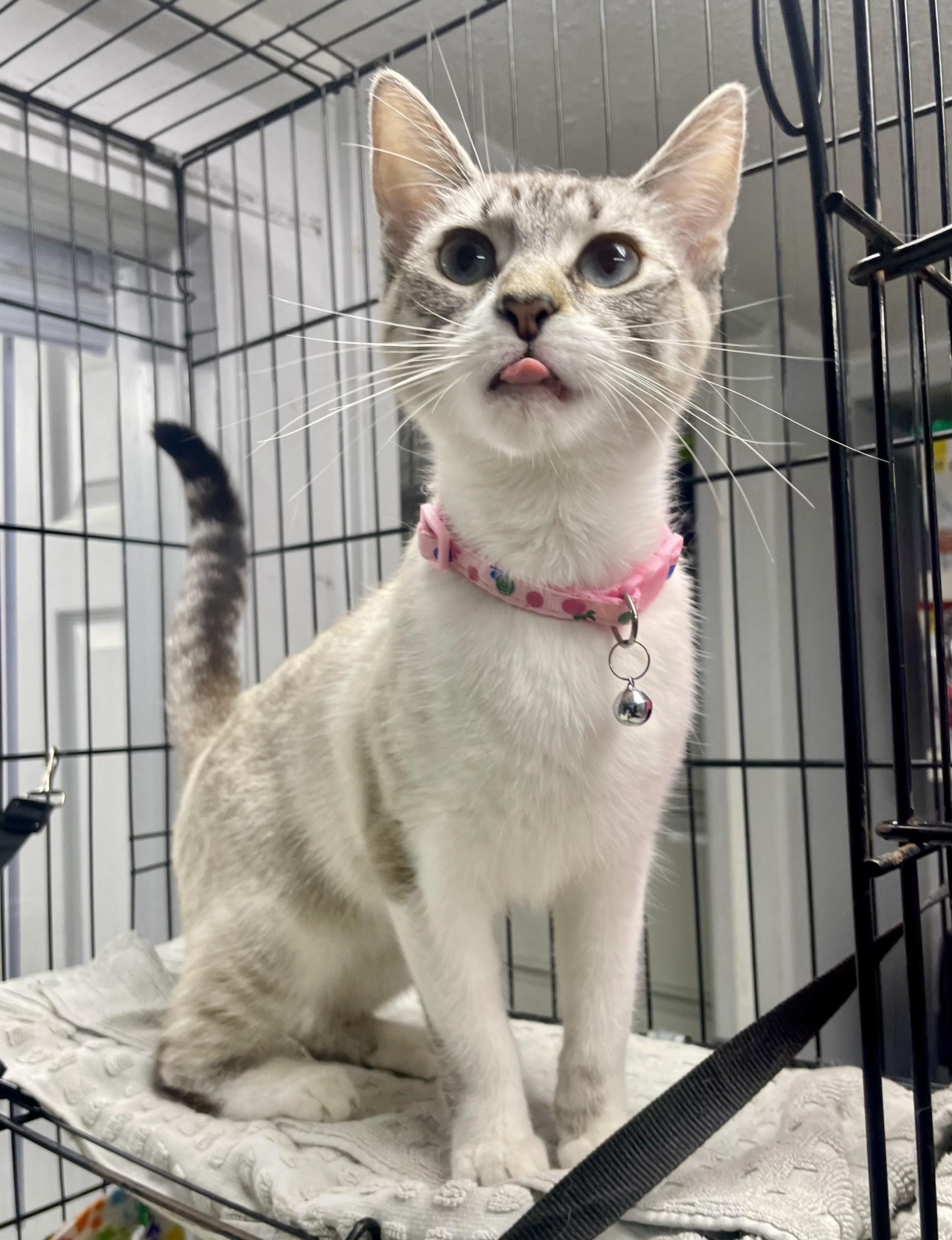 Enlarge Cannellini, a ADOPTABLE mixed breed in Plano, TX image 5/5