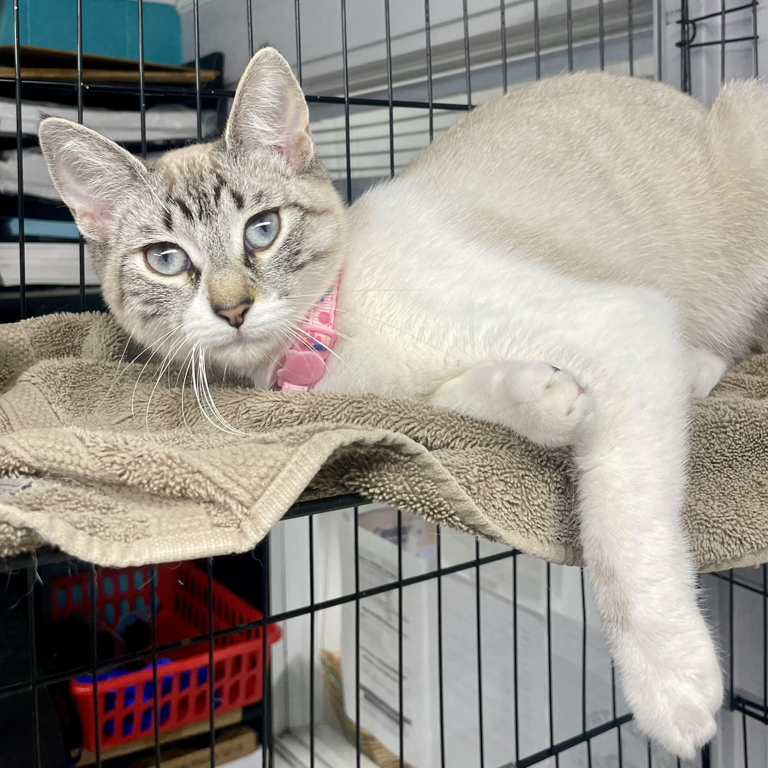 Enlarge Cannellini, a ADOPTABLE mixed breed in Plano, TX image 2/5