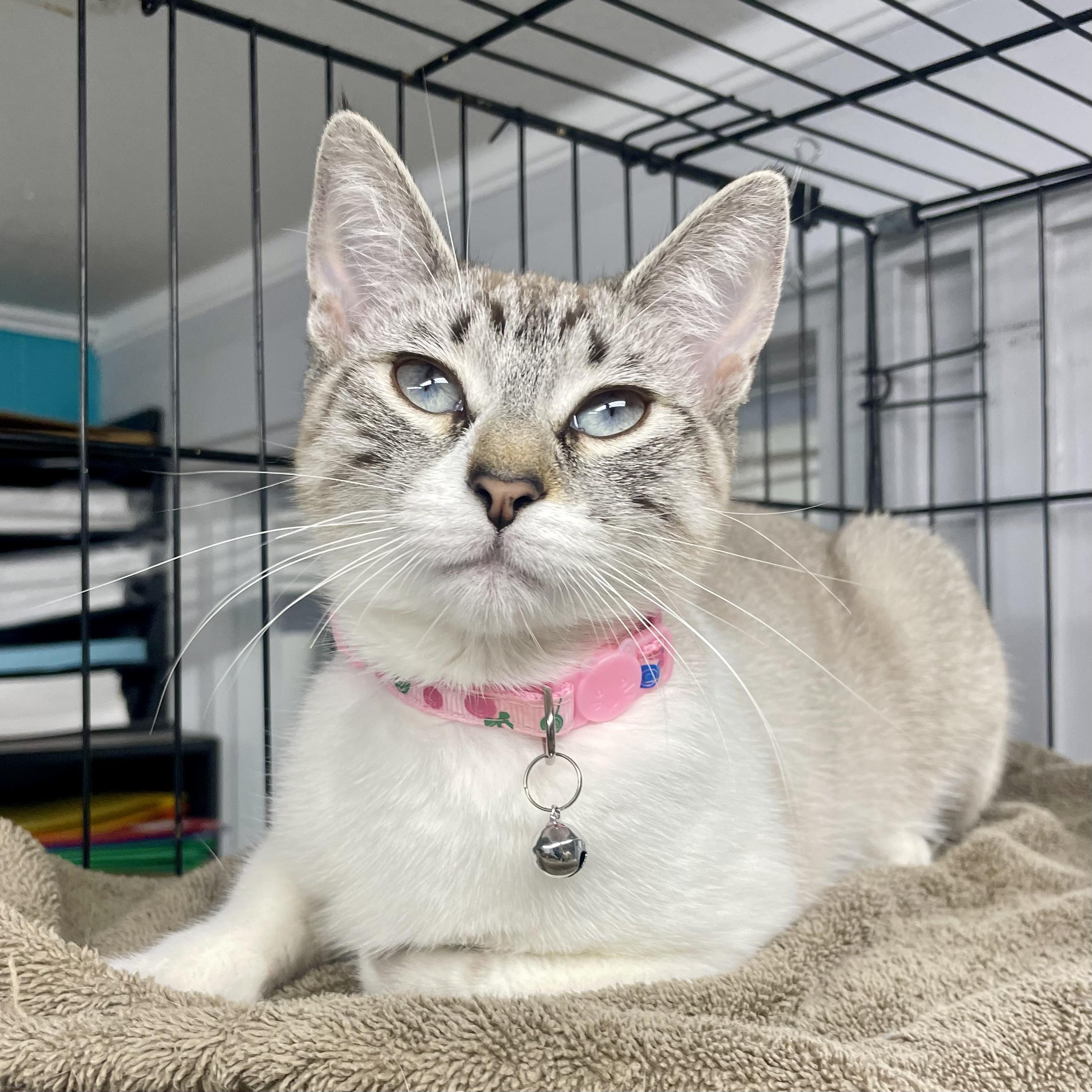 Enlarge Cannellini, a ADOPTABLE mixed breed in Plano, TX image 3/5