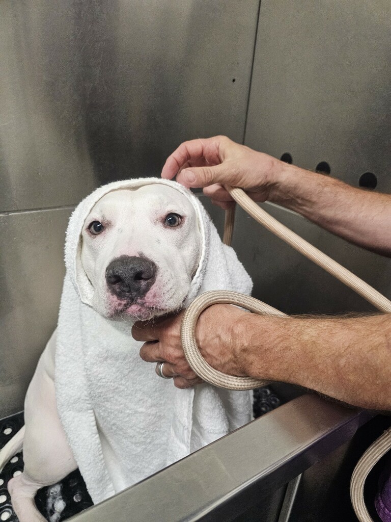 Enlarge Minnie, a Adopted mixed breed in Carmichael , CA image 2/5