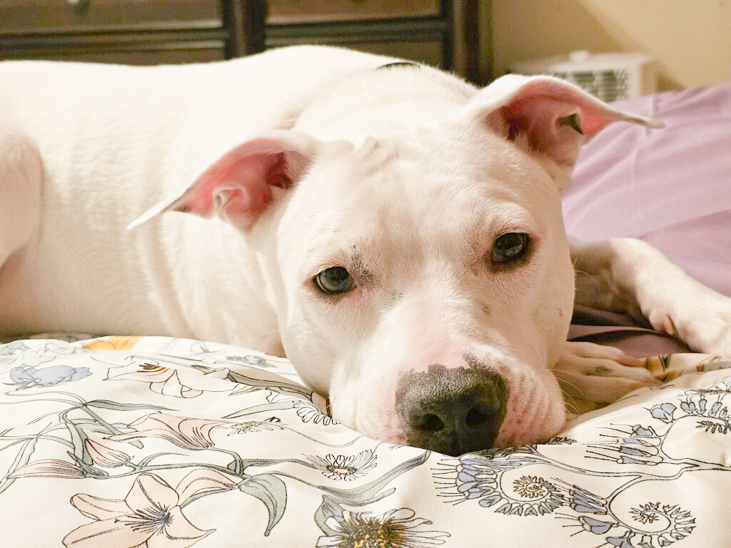 Enlarge Minnie, a Adopted mixed breed in Carmichael , CA image 5/5