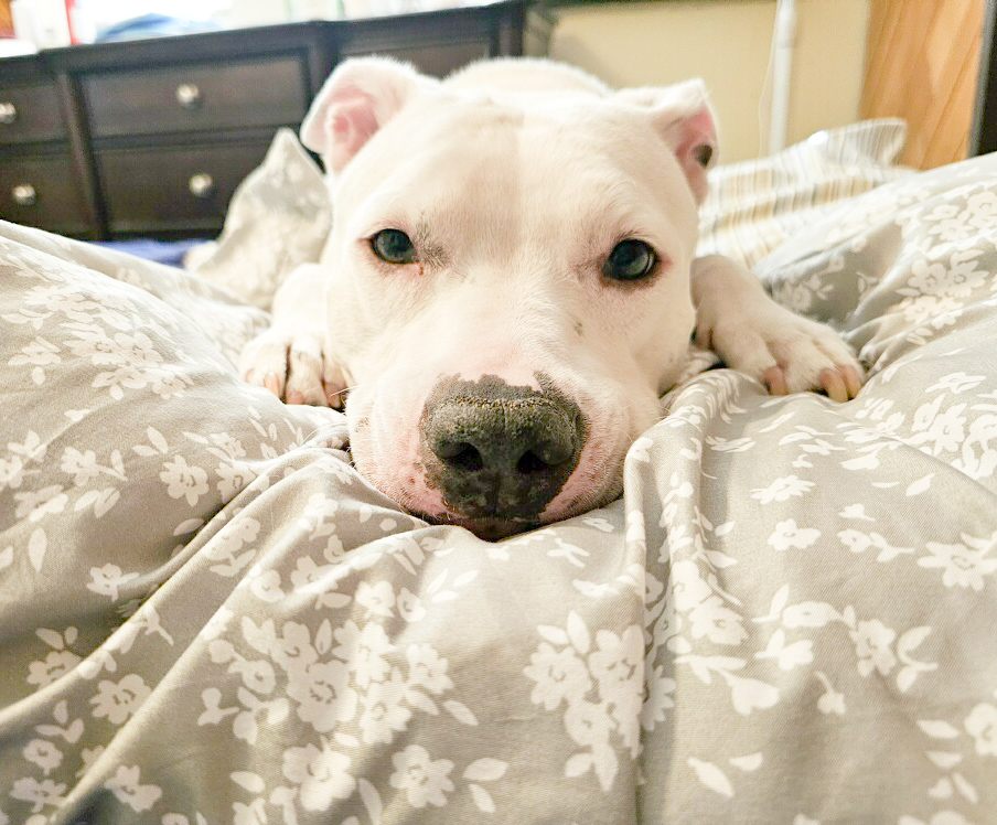 Minnie, Adopted, Young Female American Staffordshire Terrier.