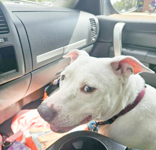 Enlarge Minnie, a Adopted mixed breed in Carmichael , CA image 3/5