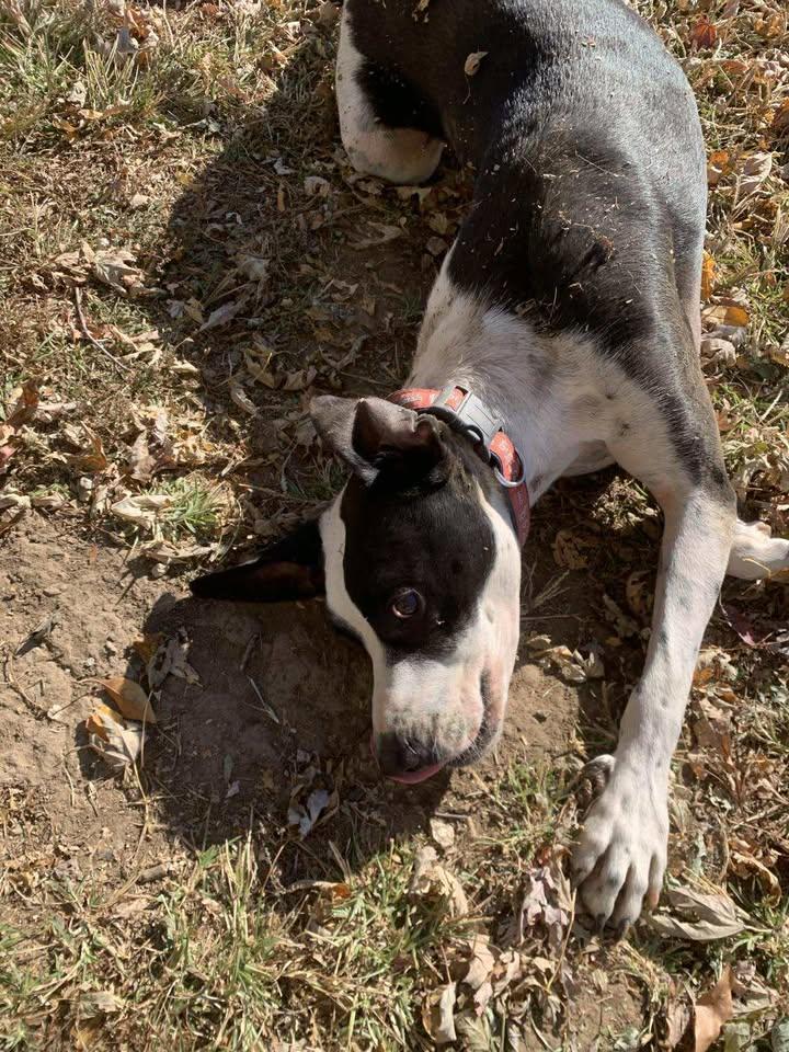 Max, Adoptable, Young Male Hound.