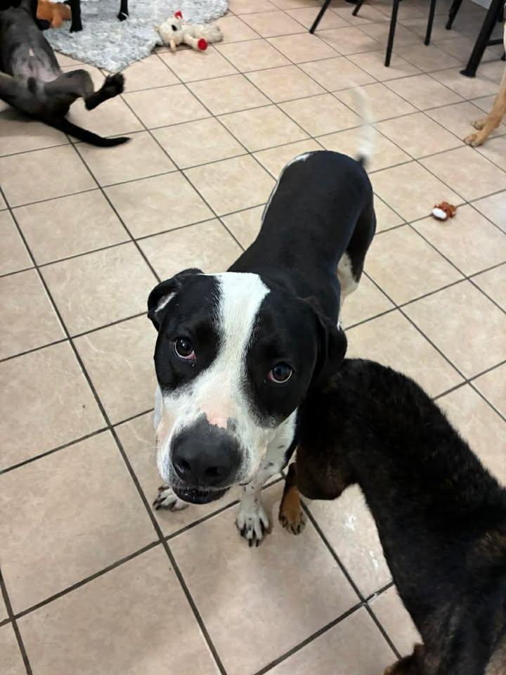 Enlarge Max, a Adoptable mixed breed in Mason City, IL image 6/6