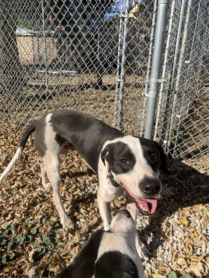 Max, a Adoptable mixed breed in Mason City, IL image 2/6