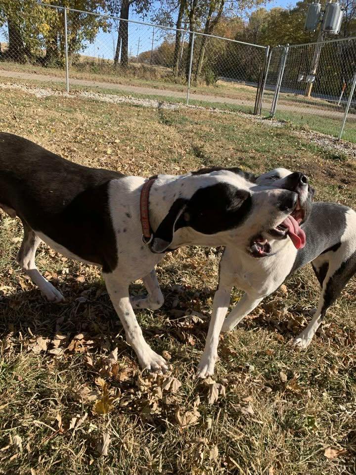 Max, a Adoptable mixed breed in Mason City, IL image 3/6