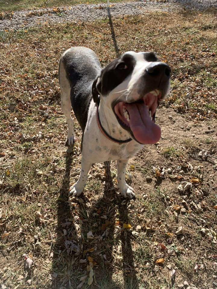 Max, a Adoptable mixed breed in Mason City, IL image 4/6
