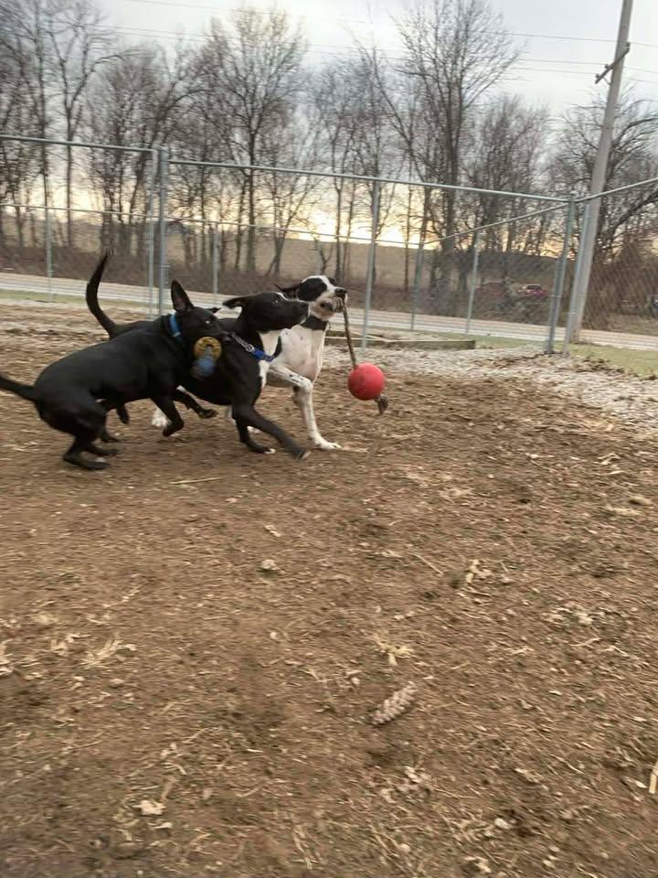 Enlarge Max, a Adoptable mixed breed in Mason City, IL image 4/6