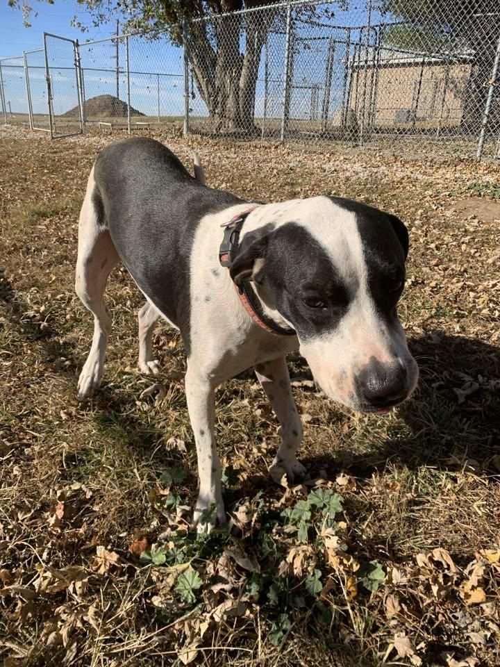 Max, a Adoptable mixed breed in Mason City, IL image 6/6