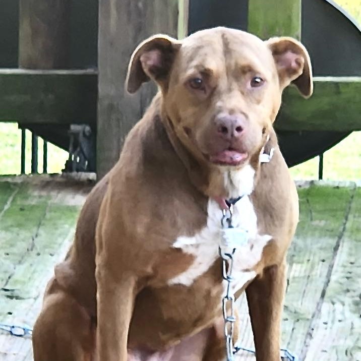 Annie