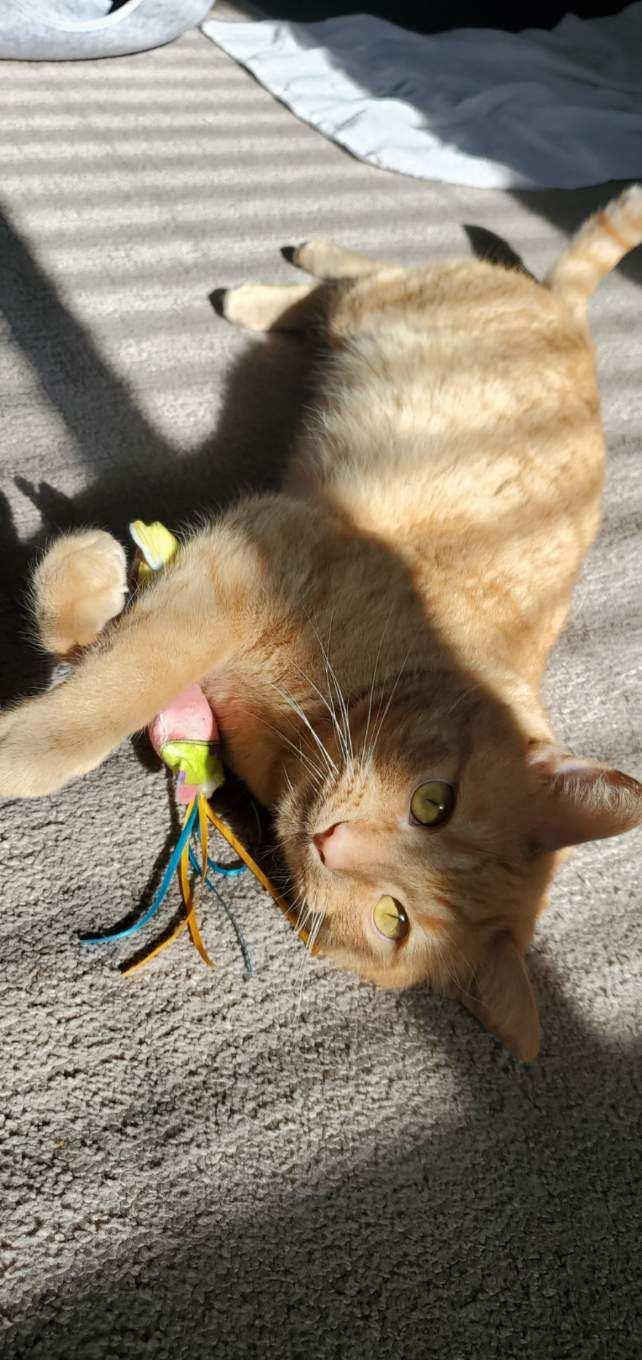 Enlarge Midas, a ADOPTABLE Domestic Short Hair in Montclair, NJ image 4/4