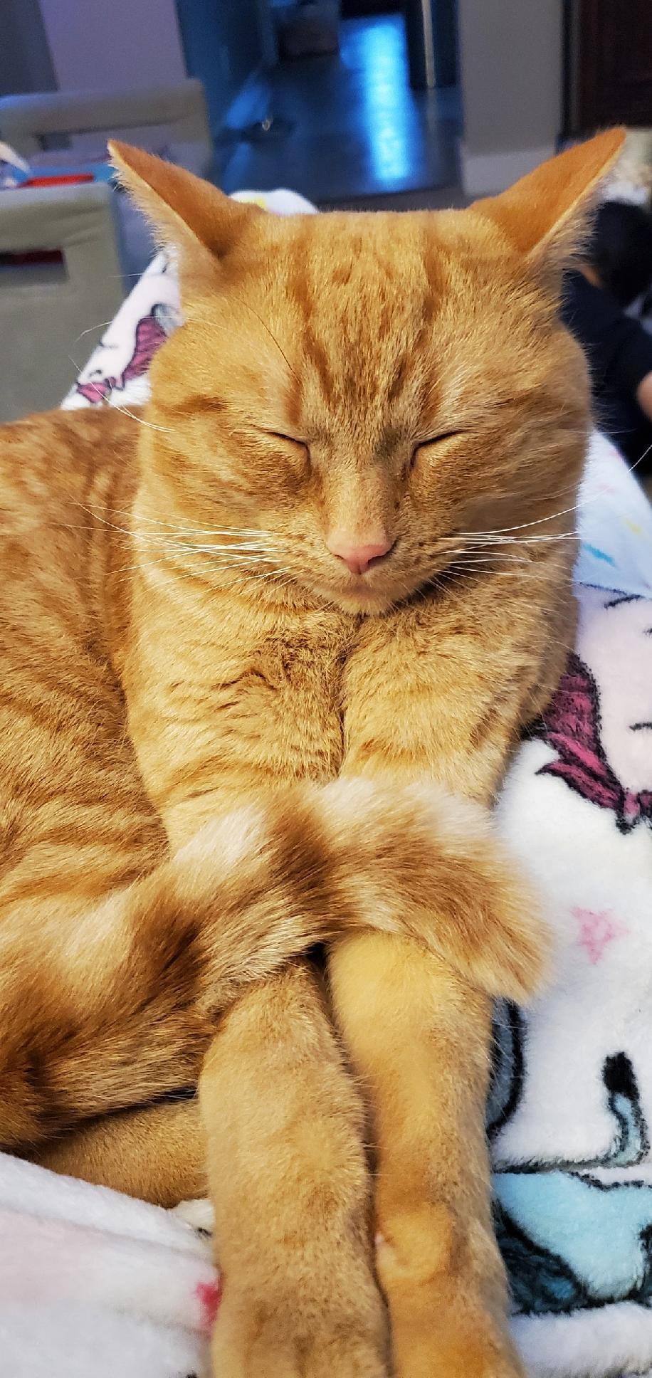 Enlarge Midas, a ADOPTABLE Domestic Short Hair in Montclair, NJ image 2/4