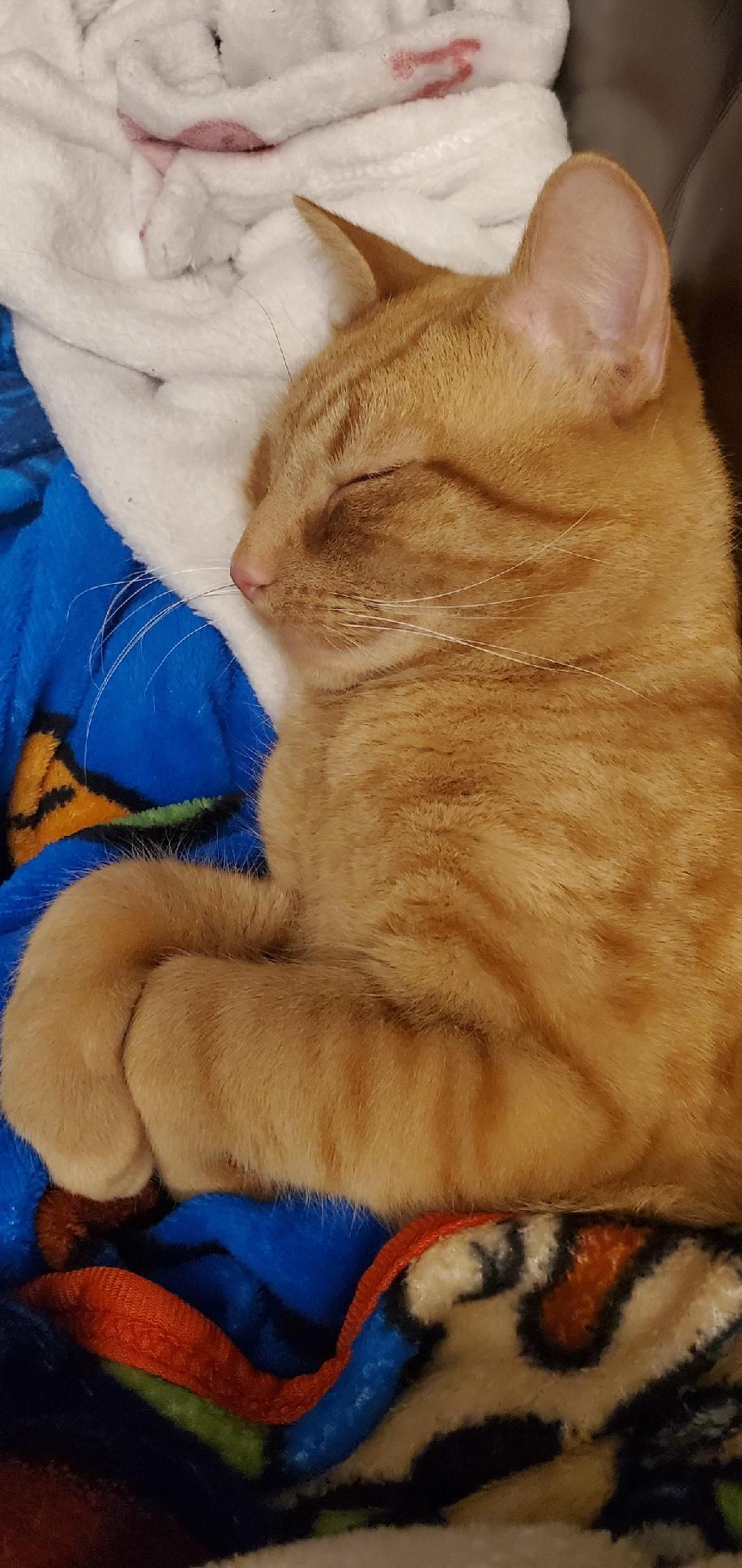 Enlarge Midas, a ADOPTABLE Domestic Short Hair in Montclair, NJ image 3/4