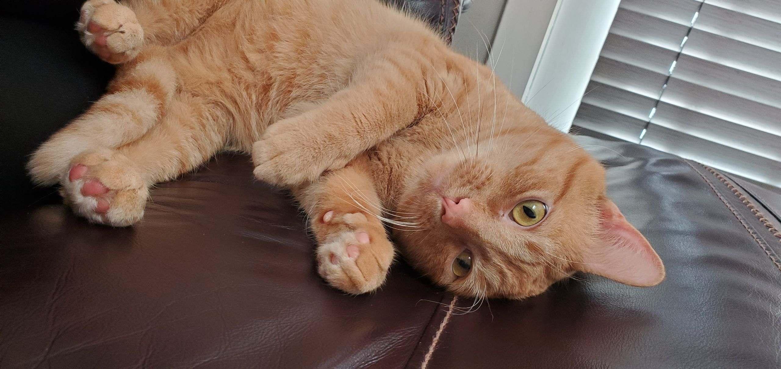 Midas, ADOPTABLE, Adult Male Domestic Short Hair.