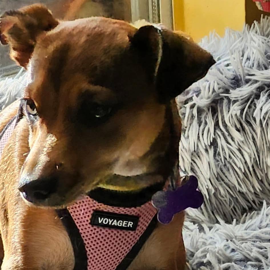 Enlarge Piper, a Adoptable mixed breed in Gulfport, MS image 1/6