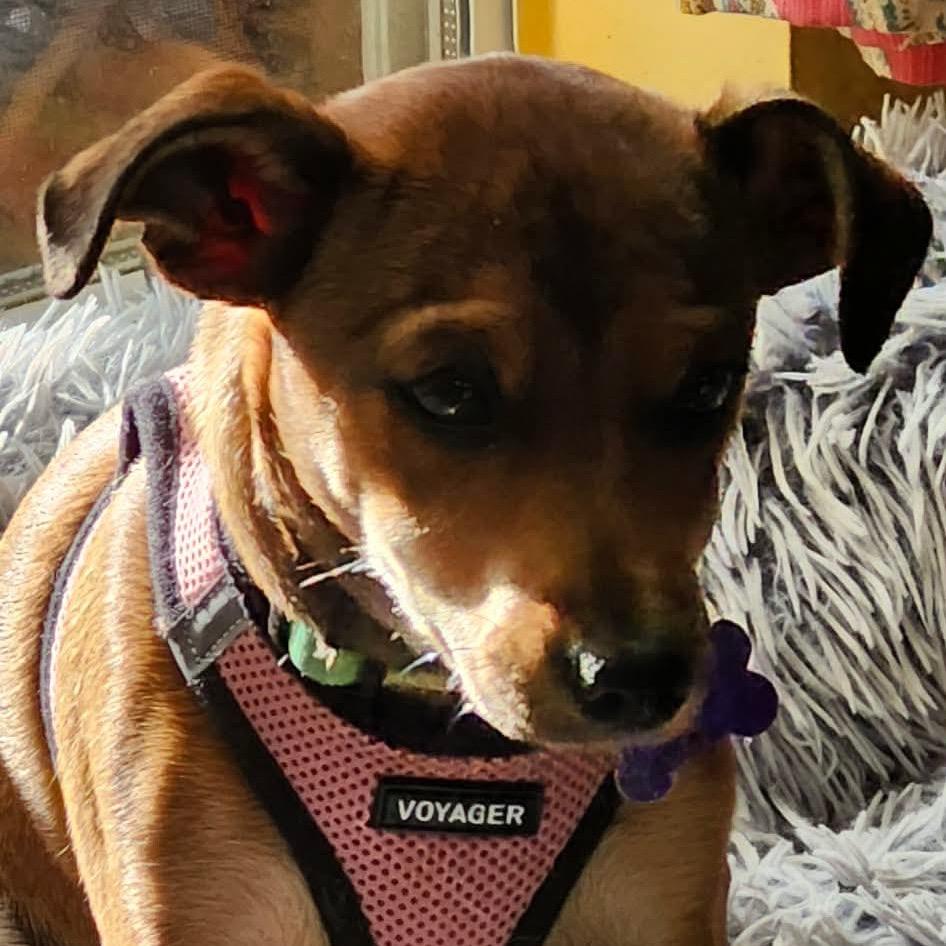 Enlarge Piper, a Adoptable mixed breed in Gulfport, MS image 2/6
