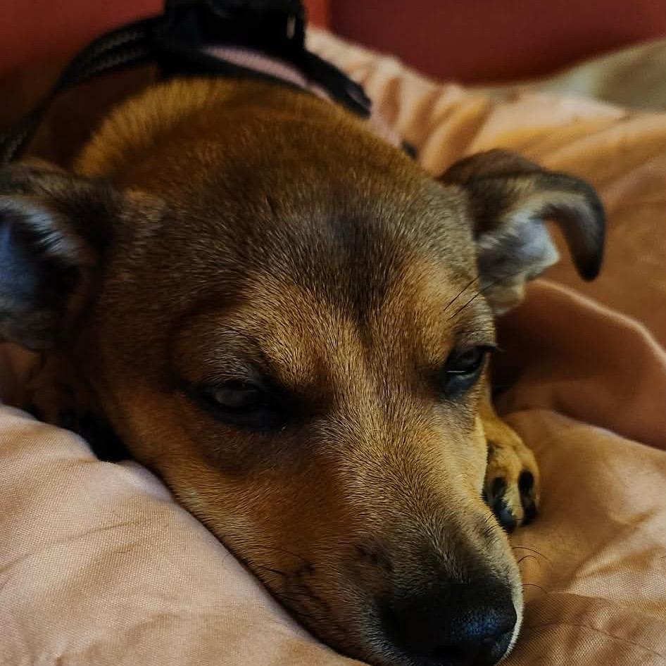 Enlarge Piper, a Adoptable mixed breed in Gulfport, MS image 2/6