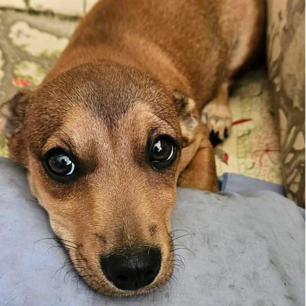 Enlarge Piper, a Adoptable mixed breed in Gulfport, MS image 3/6