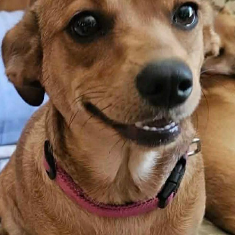 Enlarge Piper, a Adoptable mixed breed in Gulfport, MS image 4/6