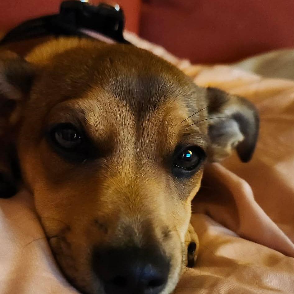 Enlarge Piper, a Adoptable mixed breed in Gulfport, MS image 5/6