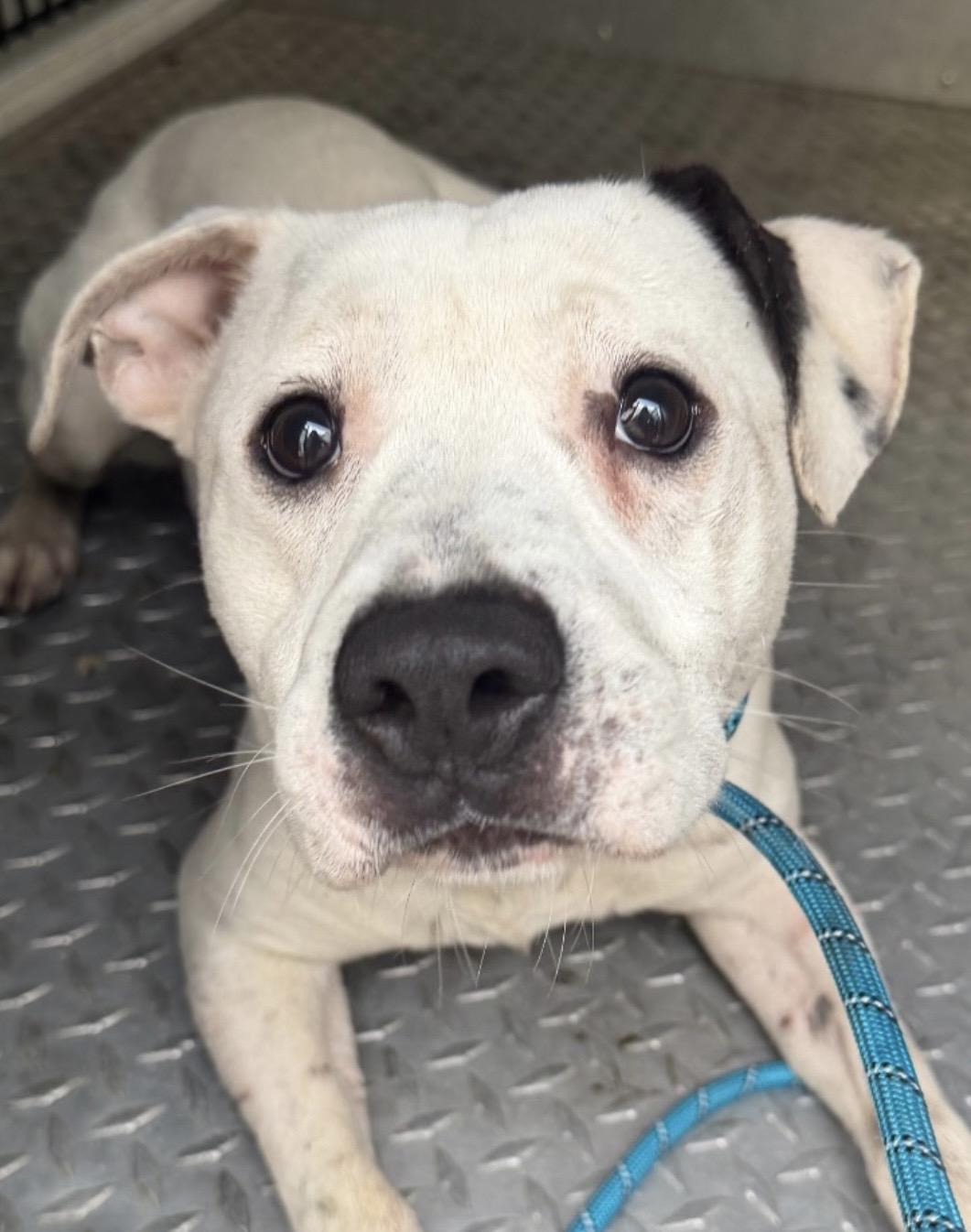 Enlarge Zander AVAILABLE , a ADOPTABLE American Bully in Canton, OH image 4/4